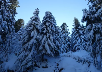 neige foret Cantal Auvergne