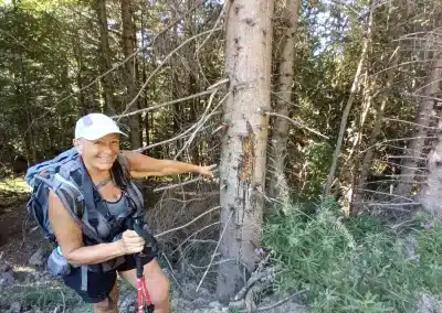 Trace de cerf sur un arbre